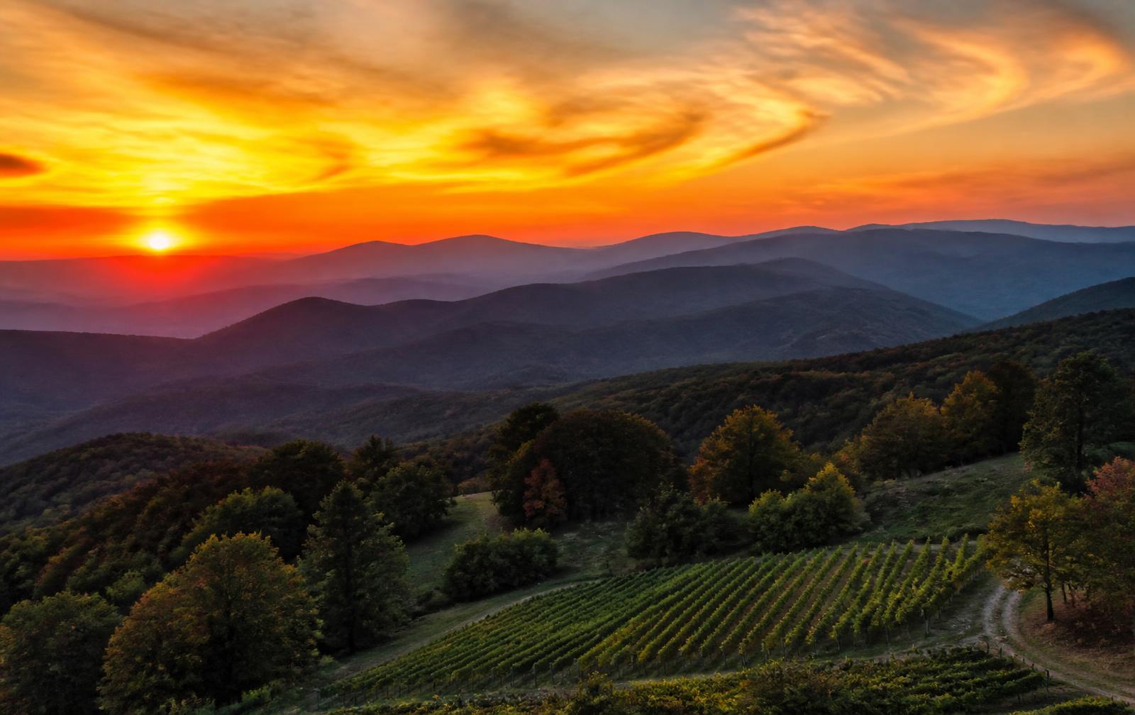 Layered North Georgia mountain ridges at sunset above vineyard rows